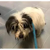 Foto dell\'animale cane - Matr. 2020/0111 - Microchip 380260043527391