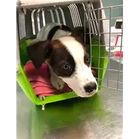 Foto dell\'animale cane - Matr. 2020/0110 - Microchip 380260043526875