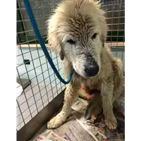 Foto dell\'animale cane - Matr. 2020/0118 - Microchip 380260040115948