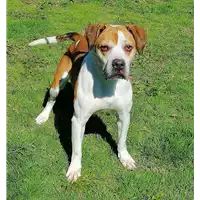 Foto dell\'animale cane - Matr. 2020/0121 - Microchip 380260043525264