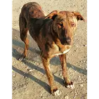 Foto dell\'animale cane - Matr. 2019/2341 - Microchip 380260043681111