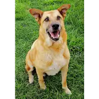 Foto dell\'animale cane - Matr. 2019/1162 - Microchip 380260043687121
