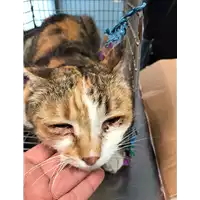 Foto dell\'animale gatto - Matr. 2017/0361 - Microchip 380260043152293
