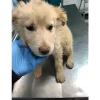 Foto dell\'animale cane - Matr. 2020/0122 - Microchip 380260043527226