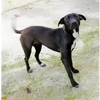 Foto dell\'animale cane - Matr. 2019/2786 - Microchip 380260043707548