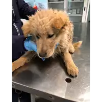 Foto dell\'animale cane - Matr. 2020/0123 - Microchip 380260043523536