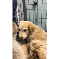 Foto dell\'animale cane - Matr. 2020/0124 - Microchip 380260043523943