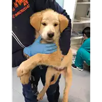 Foto dell\'animale cane - Matr. 2020/0125 - Microchip 380260043869726