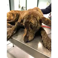 Foto dell\'animale cane - Matr. 2020/0127 - Microchip 380260043854474