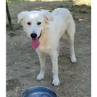 Foto dell\'animale cane - Matr. 2020/0128 - Microchip 380260043526965