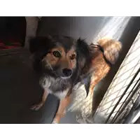 Foto dell\'animale cane - Matr. 2017/0367 - Microchip 380260043151771
