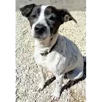 Foto dell\'animale cane - Matr. 2019/2017 - Microchip 380260043872809