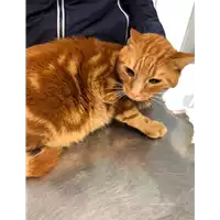 Foto dell\'animale gatto - Matr. 2020/0131 - Microchip 380260043527242