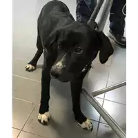 Foto dell\'animale cane - Matr. 2020/0132 - Microchip 380260043527279