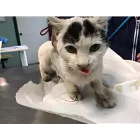 Foto dell\'animale gatto - Matr. 2020/0134 - Microchip 380260043527407