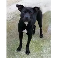Foto dell\'animale cane - Matr. 2019/2787 - Microchip 380260043708286