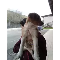 Foto dell\'animale cane - Matr. 2017/0370 - Microchip 380260043147073