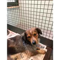Foto dell\'animale cane - Matr. 2019/2773 - Microchip 380260043524054