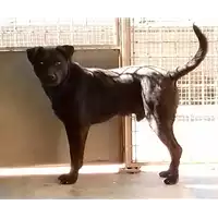 Foto dell\'animale cane - Matr. 2017/0597 - Microchip 380260043156235