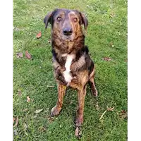 Foto dell\'animale cane - Matr. 2019/1917 - Microchip 380260043718312