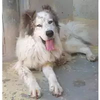 Foto dell\'animale cane - Matr. 2018/1399 - Microchip 380260043520010