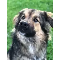 Foto dell\'animale cane - Matr. 2019/1956 - Microchip 380260043873096