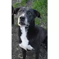 Foto dell\'animale cane - Matr. 2017/0114 - Microchip 380260042878903