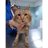 Foto dell\'animale gatto - Matr. 2020/0137 - Microchip 380260043845879