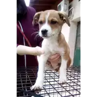 Foto dell\'animale cane - Matr. 2017/0368 - Microchip 380260043147284