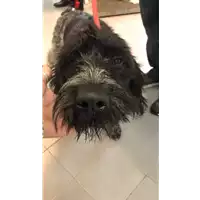 Foto dell\'animale cane - Matr. 2020/0144 - Microchip 380260043846214