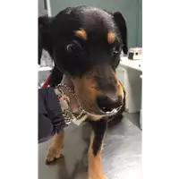 cane - Matr. 2020/0142 - Microchip 380260004905360