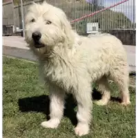 Foto dell\'animale cane - Matr. 2020/0147 - Microchip 380260043633445