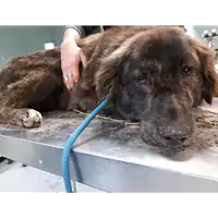 Foto dell\'animale cane - Matr. 2020/0154 - Microchip 380260043846679