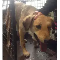 Foto dell\'animale cane - Matr. 2017/0371 - Microchip 380260043152248