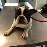 cane - Matr. 2020/0162 - Microchip 380260043632883