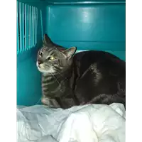 Foto dell\'animale gatto - Matr. 2020/0163 - Microchip 380260043631558