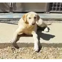 Foto dell\'animale cane - Matr. 2020/0164 - Microchip 380260043631626