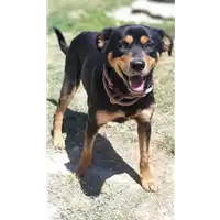 Foto dell\'animale cane - Matr. 2020/0165 - Microchip 380260043844252
