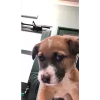 Foto dell\'animale cane - Matr. 2020/0166 - Microchip 380260043527341