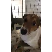 Foto dell\'animale cane - Matr. 2020/0167 - Microchip 380260043526745