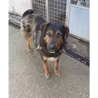 Foto dell\'animale cane - Matr. 2020/0169 - Microchip 380260043524477