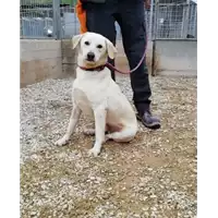 Foto dell\'animale cane - Matr. 2020/0170 - Microchip 380260043523768