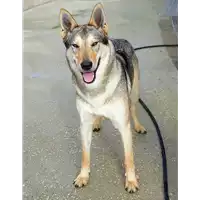 Foto dell\'animale cane - Matr. 2020/0172 - Microchip 380260043846782