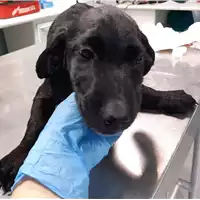 cane - Matr. 2020/0176 - Microchip 380260043524273