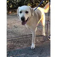 Foto dell\'animale cane - Matr. 2020/0178 - Microchip 380260043844432