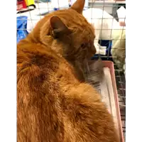 Foto dell\'animale gatto - Matr. 2020/0182 - Microchip 380260043847375