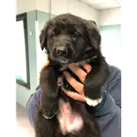Foto dell\'animale cane - Matr. 2020/0184 - Microchip 380260043846808