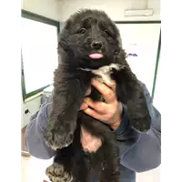 Foto dell\'animale cane - Matr. 2020/0185 - Microchip 380260043847349