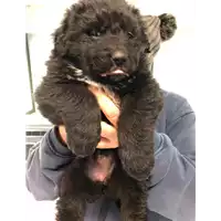 Foto dell\'animale cane - Matr. 2020/0186 - Microchip 380260043632255