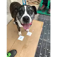 Foto dell\'animale cane - Matr. 2020/0187 - Microchip 380260080186186